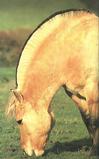 Лошадь фиордской породы саврасой масти