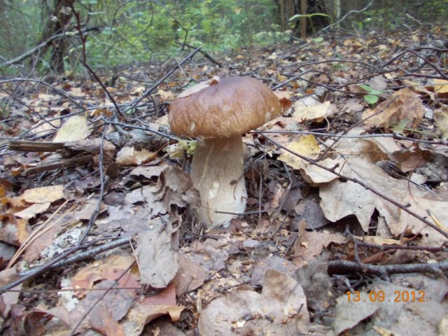 Белый гриб в лесу | Лесная кладовая